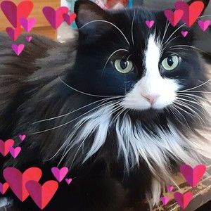 Meet your Posher, Lori